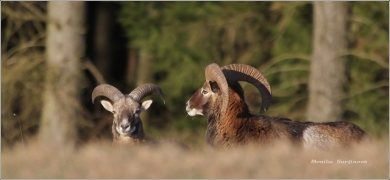 <p>MUFLON (Ovis musimon) Šluknovsko - Harta /Mouflon - Mufflon/ </p>